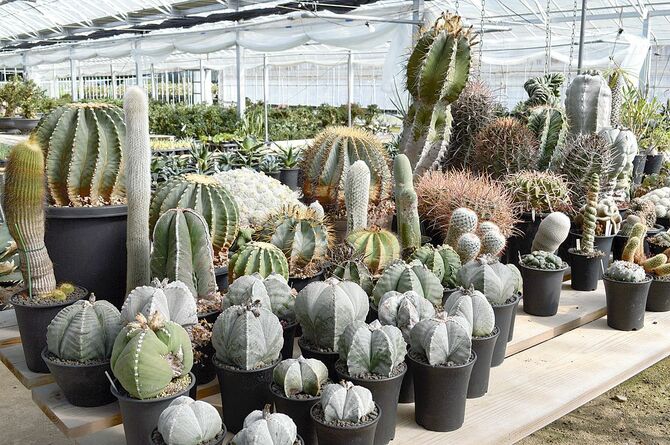 さまざまな品種の多肉植物とサボテンに出合えます