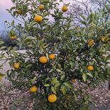 前橋公園の夏ミカンの実は食べていい？　楫取素彦の縁で山口・萩市が苗木寄贈