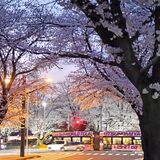 光に輝く夜桜　満開の花の下、列車行き交う　芳賀・かしの森公園、13日までライトアップ