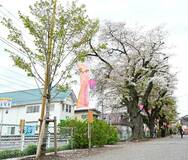 住民と市協働 植え替え進む