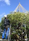兼六園で冬支度「雪づり」
