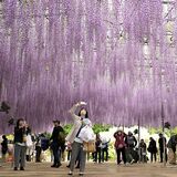 重なり合う「紫」のシャワー　あしかがフラワーパーク（足利）で大藤満開　今月末まで見頃