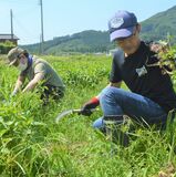 佐野藍復活プロジェクト　原料収穫に有志が協力　12人が汗