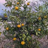 前橋公園の夏ミカンの実は食べていい？　楫取素彦の縁で山口・萩市が苗木寄贈