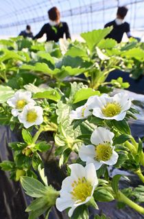 被災乗り越えイチゴの花咲く佐野