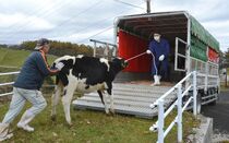 前日光牧場で収牧