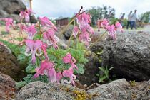日光白根山でコマクサ見頃
