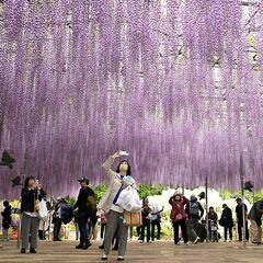 重なり合う「紫」のシャワー　あしかがフラワーパーク（足利）で大藤満開　今月末まで見頃