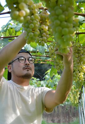 甲州種のブドウの出来具合を真剣な表情でチェックする日下さん