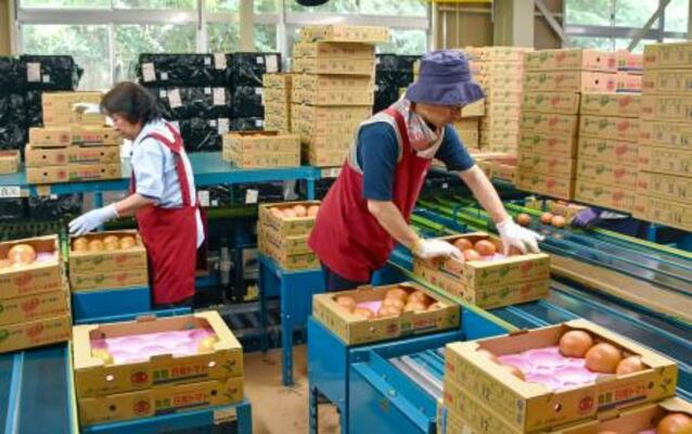 日南トマトの出荷作業=16日午前、鳥取県日南町
