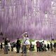 重なり合う「紫」のシャワー　あしかがフラワーパーク（足利）で大藤満開　今月末まで見頃