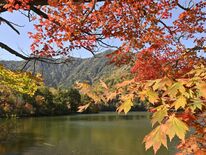 日光・湯ノ湖畔、紅葉のグラデーション　今週末が一番の見頃