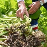 清流で育む香り高い恵み　ワサビ収穫本格化　日光の男鹿川源流