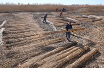 渡良瀬遊水地でヨシ刈り最盛期