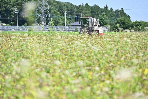収穫期を迎えたソバ畑
