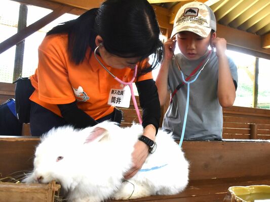 ウサギの聴診を体験する児童