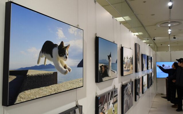 躍動感あふれる作品が並ぶ「飛び猫写真展」