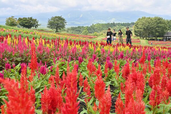 高原の丘を鮮やかに彩るケイトウ＝18日午前10時25分、那須町豊原丙