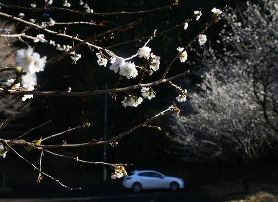見頃を迎えている十月桜