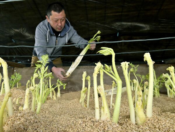 収穫の最盛期を迎えたウド＝24日午後１時15分、那須塩原市下厚崎