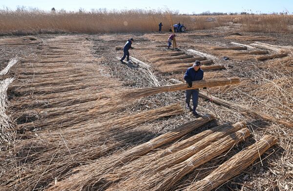 渡良瀬遊水地でピークを迎えたヨシ刈り＝17日午前11時35分、栃木市藤岡町内野