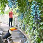 神秘的な青緑と南米の鳥が共演　真岡・井頭公園でヒスイカズラ見頃　４月末まで