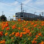 両毛線の沿線彩るキバナコスモス　栃木で見頃