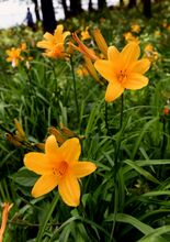 初夏の風に揺れるかれんな花　ニッコウキスゲが見頃　宇都宮の「遺跡の広場…