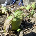 那珂川でフキノトウ収穫最盛期　春の芽、天ぷらがオススメ　道の駅ばとうな…