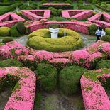 ピンク色の幾何学模様　宇都宮大、フランス式庭園でツツジ見頃