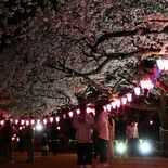 那須塩原・黒磯公園など桜ライトアップ　12日まで「祭り」　露店やヒーロ…