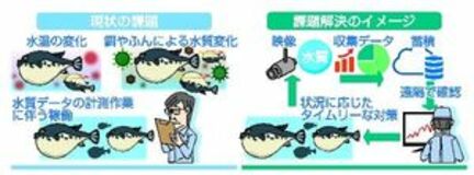トラフグ養殖にＩｏＴ　那珂川で水質管理実験　ＮＴＴ東栃木支店