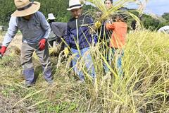 棚田オーナー稲刈りを体験