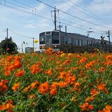 両毛線の沿線彩るキバナコスモス　栃木で見頃