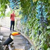 神秘的な青緑と南米の鳥が共演　真岡・井頭公園でヒスイカズラ見頃　４月末まで