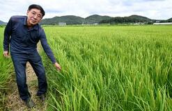 韓国、対日コメ輸出が急増