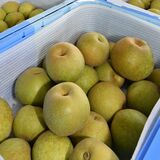 ハウス栽培ナシ「幸水」初出荷　大きさ、色、糖度よし　JAはが野管内