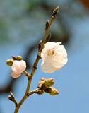 岐阜、高知で桜開花