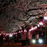 那須塩原・黒磯公園など桜ライトアップ　12日まで「祭り」　露店やヒーローショーも