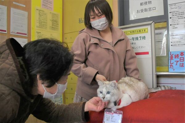 郵便局を訪れた人たちと触れ合う「猫局長」のふくすけ