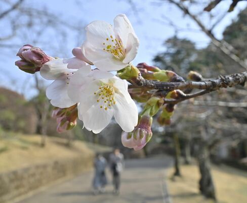 八幡山公園でほころび始めたソメイヨシノ＝23日午後２時20分、宇都宮市塙田５丁目