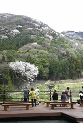 見頃を迎えている高峯山のヤマザクラ