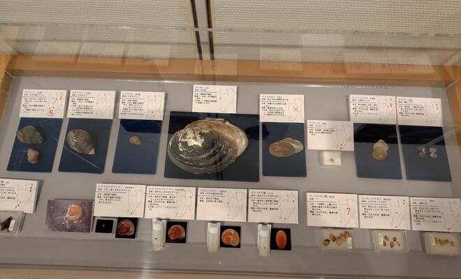 芳賀町で確認された貝の標本