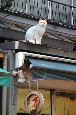 谷中銀座商店街にある木彫りの猫=東京都台東区
