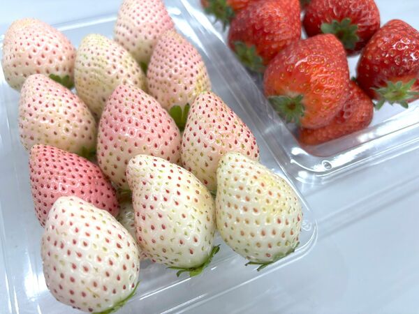 くまかわいちご園の「ミルキーベリー」（左）