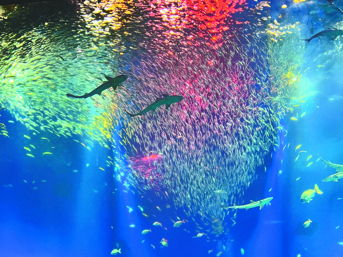 約１万５０００匹のイワシが躍動。夏期特別バージョン「ＩＷＡＳＨＩ ＬＩＦＥ」