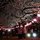 那須塩原・黒磯公園など桜ライトアップ　12日まで「祭り」　露店やヒーローショーも