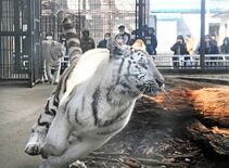 寅年たくましく　宇都宮動物園のホワイトタイガーぐんぐん成長【動画】