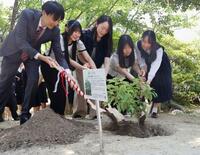 被爆クスノキ、生徒発案で植樹