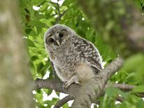 野木神社の境内に癒やし　フクロウのひな２羽巣立つ　